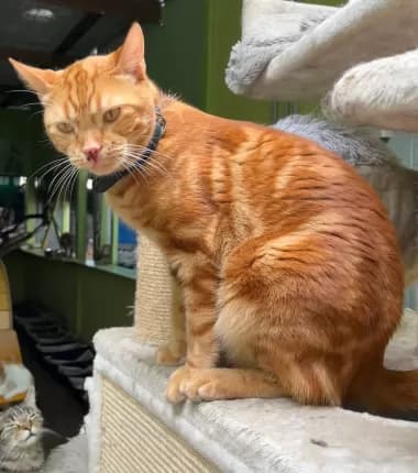 murphy - Domestic Shorthair available for adoption in Coffs Harbour