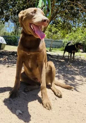 Chief - Mixed Breed available for adoption in Coffs Harbour