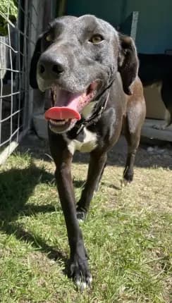Bufby - Huntaway x kelpie available for adoption in Coffs Harbour