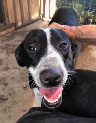 Bubba - mixed breed available for adoption in Coffs Harbour