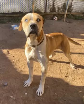 Bluey - South African Boerboel available for adoption in Coffs Harbour