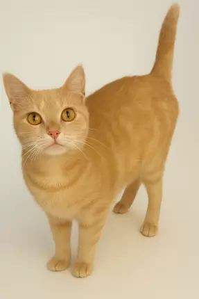 Laura - Domestic Shorthair cat available for adoption at Happy Paws Haven in Coffs Harbour