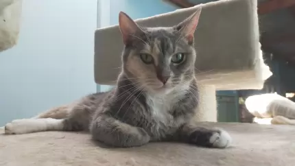 Mossy - DOMESTIC SHORT HAIR cat available for adoption in Coffs Harbour