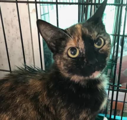Perrie - Domestic Shorthair available for adoption in Coffs Harbour