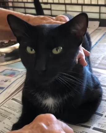 Robbi - Oriental Shorthair cat available for adoption at Happy Paws Haven in Coffs Harbour
