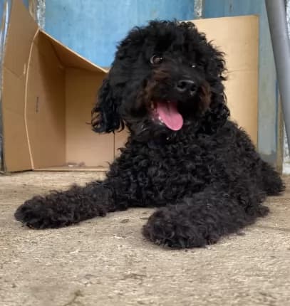 Rocky - Mixed Breed available for adoption in Coffs Harbour