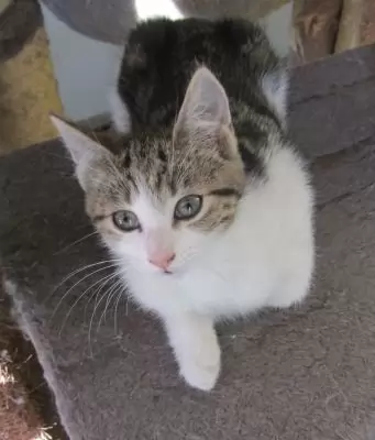 Auriel - Domestic cat available for adoption in Coffs Harbour