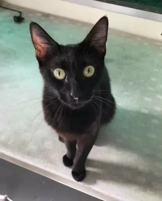 Magic - Domestic cat available for adoption in Coffs Harbour
