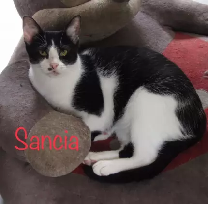 Sancia - Domestic cat available for adoption at Happy Paws Haven in Coffs Harbour