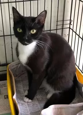 Teasha - Domestic cat available for adoption at Happy Paws Haven in Coffs Harbour