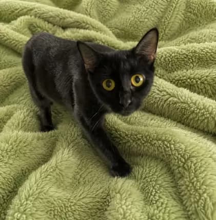 Slinky - DOMESTIC SHORT HAIR cat available for adoption at Happy Paws Haven in Coffs Harbour