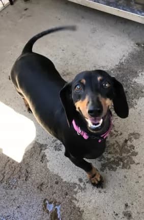 Tiffany - Mixed Breed available for adoption in Coffs Harbour