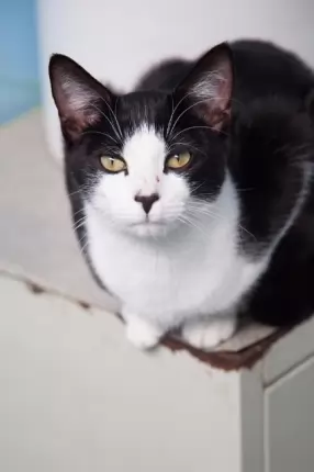 Timmy - Oriental Shorthair cat available for adoption at Happy Paws Haven in Coffs Harbour