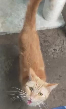 Tosca - DOMESTIC SHORT HAIR cat available for adoption at Happy Paws Haven in Coffs Harbour