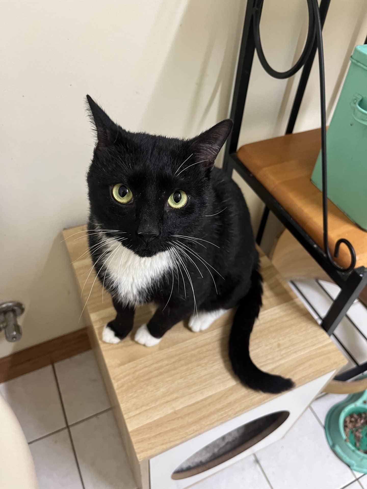 Sarge - Domestic Shorthair cat available for adoption at Hunter Animal Rescue in Newcastle