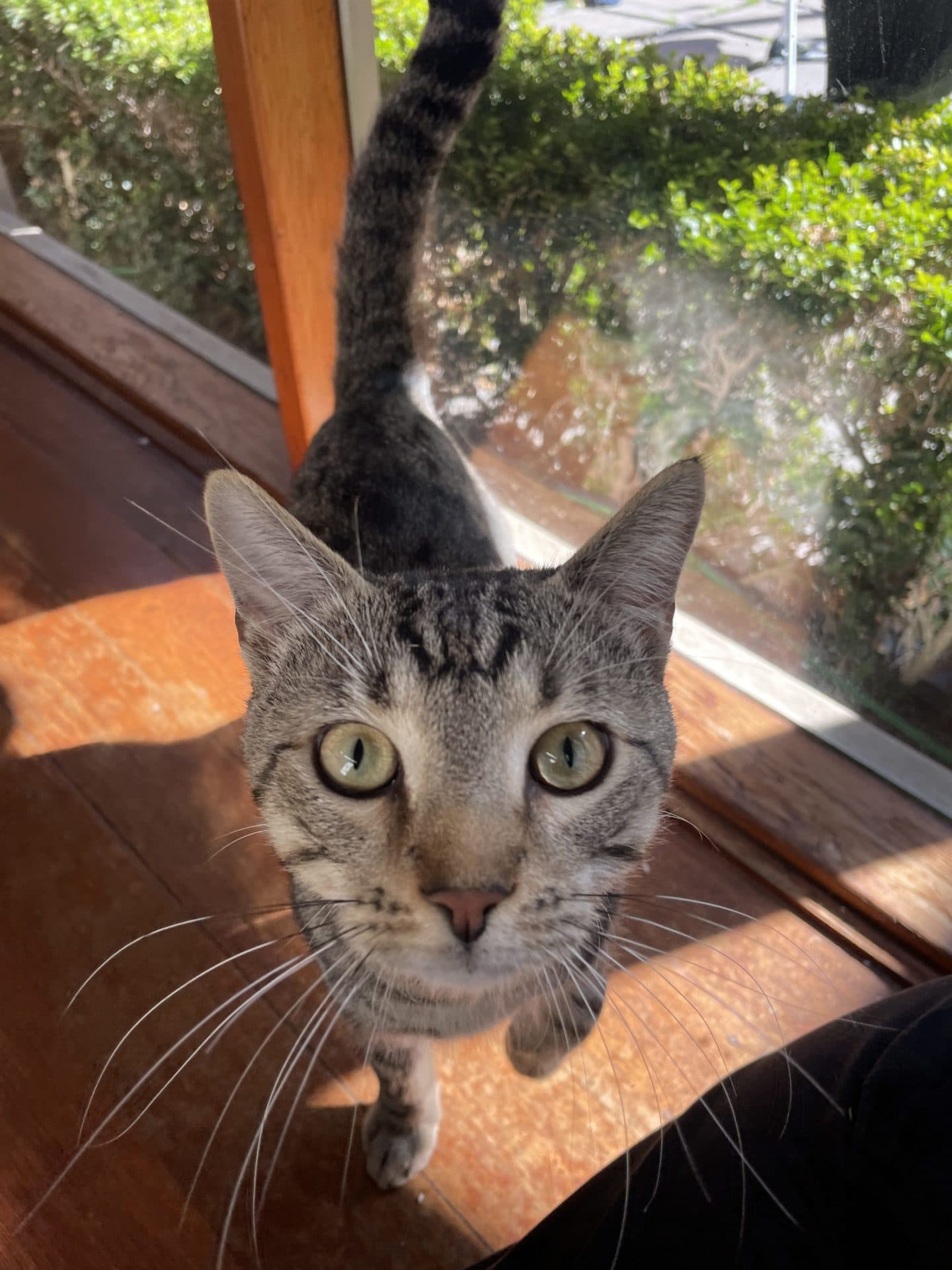 Theodore - Tabby cat available for adoption at Hunter Animal Rescue in Newcastle