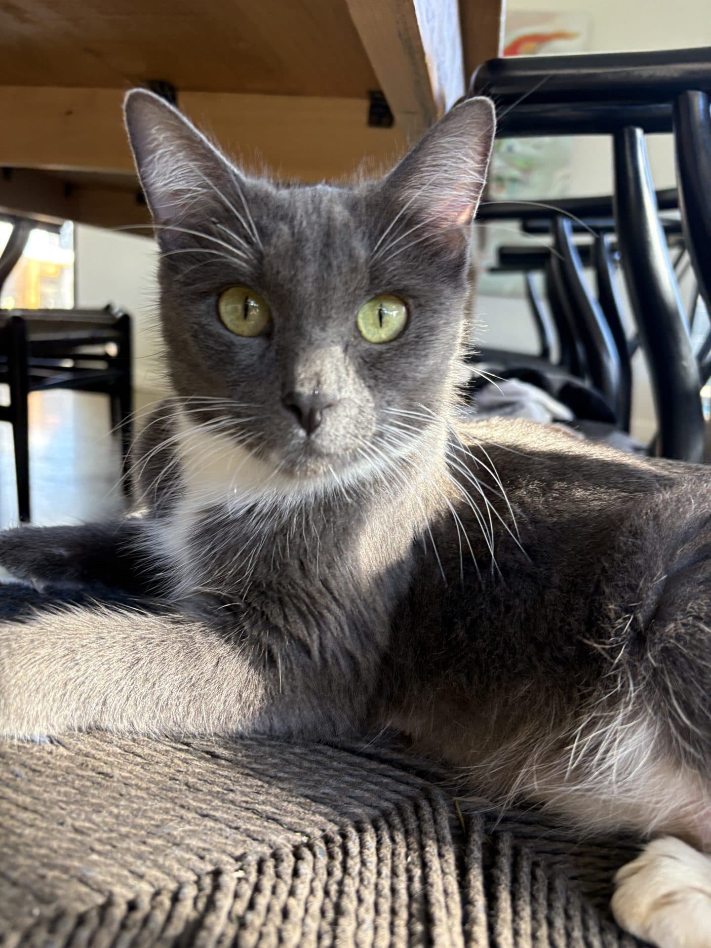Dixie - DSH cat available for adoption in Newcastle