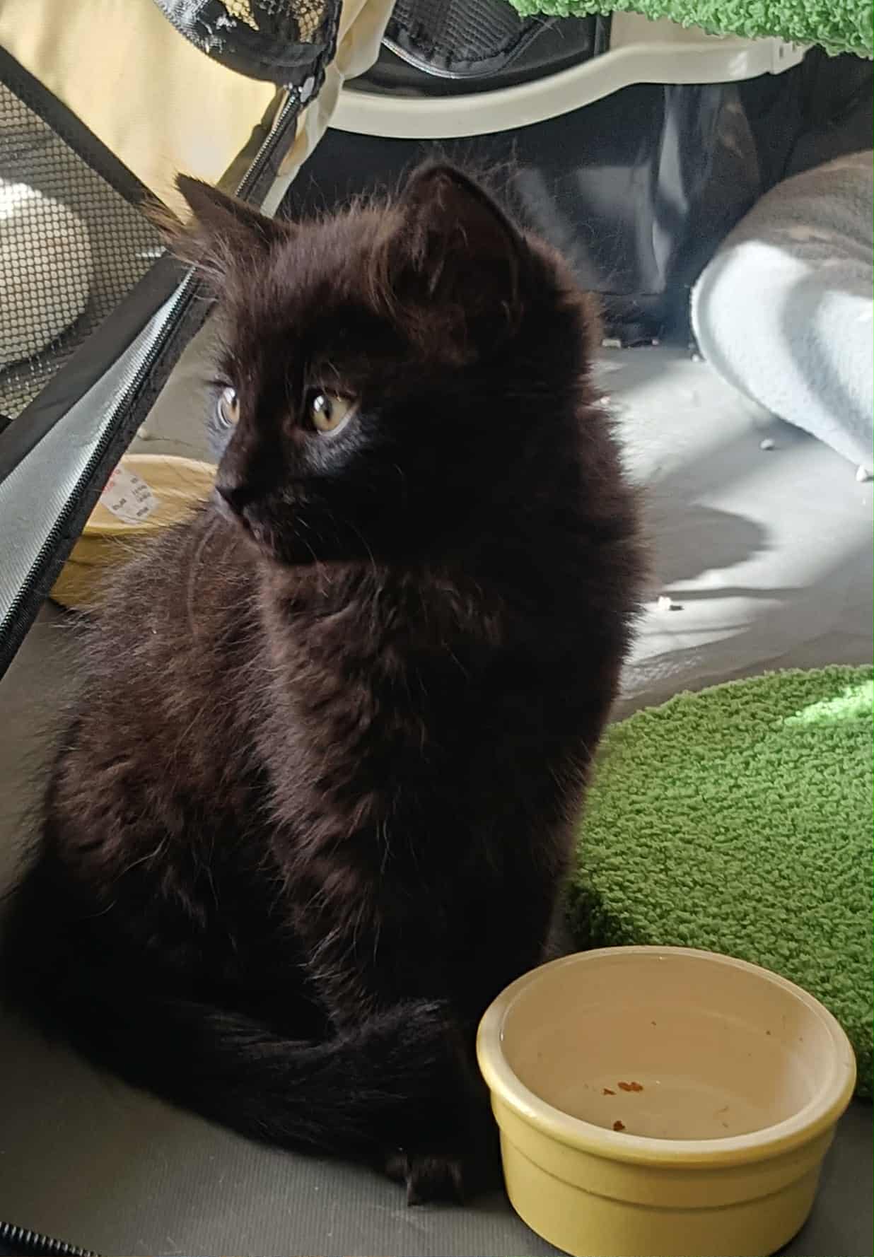 Luna - DSH - Black cat available for adoption at Hunter Animal Rescue in Newcastle