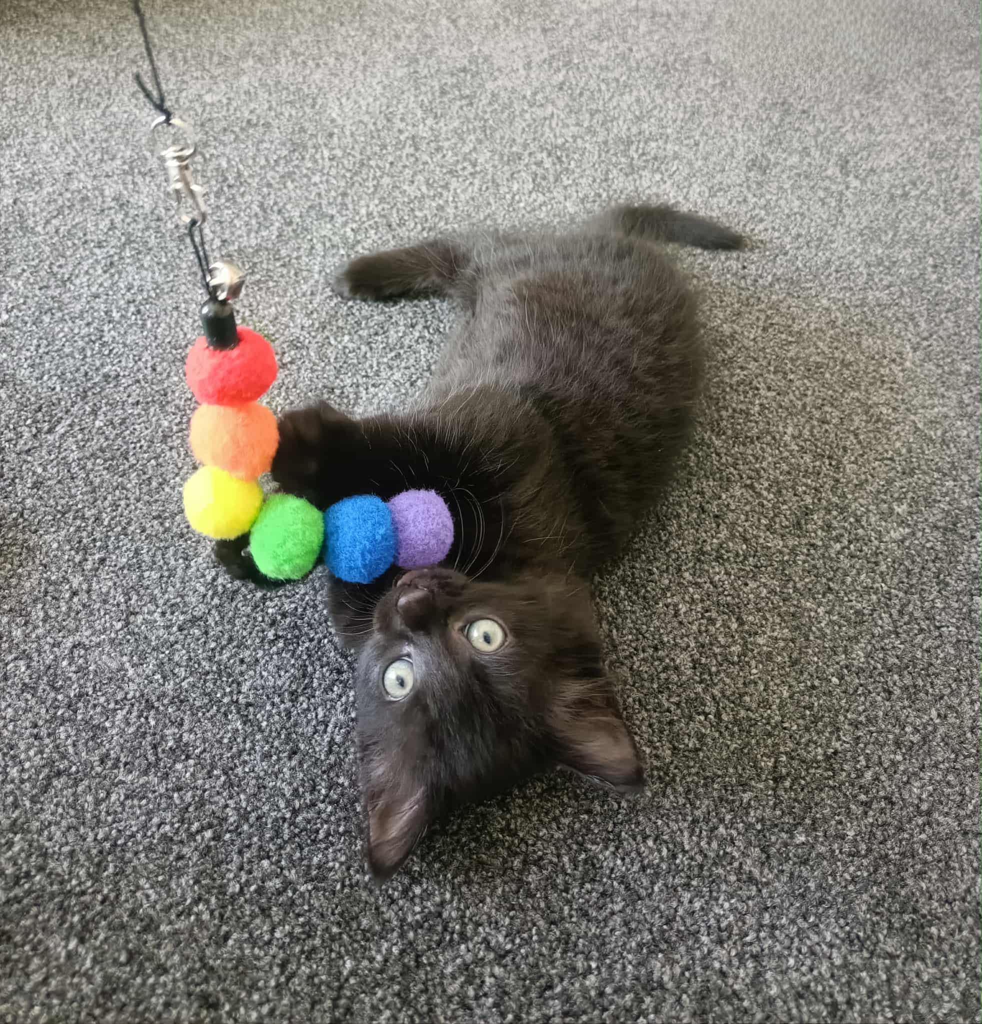 Onyx - DSH Black cat available for adoption at Hunter Animal Rescue in Newcastle