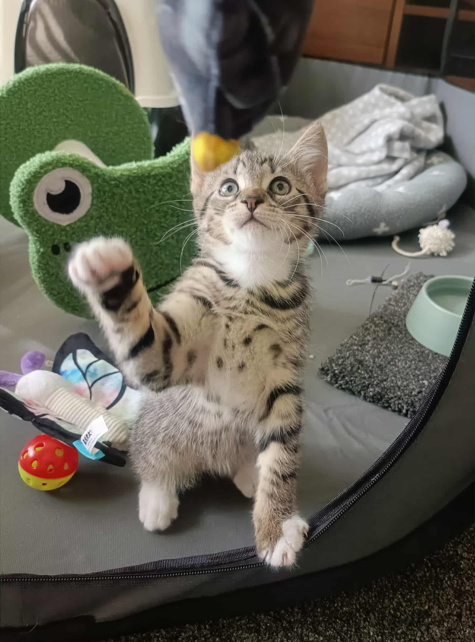 Ziggy - DSH Tabby cat available for adoption at Hunter Animal Rescue in Newcastle