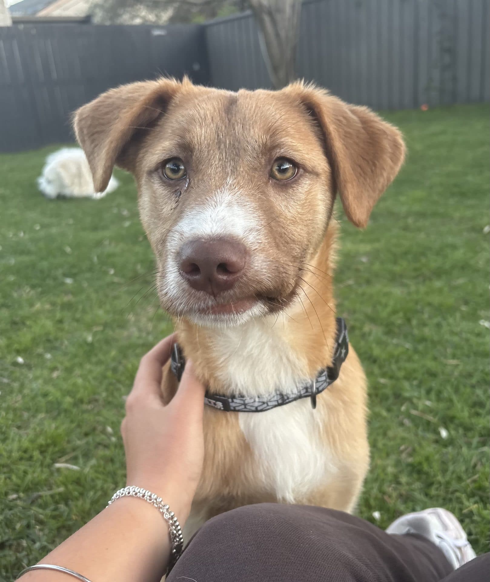 Buzz - Lab cross kelpie (maybe a little golden retriever or Aussie shepherd) available for adoption in Newcastle