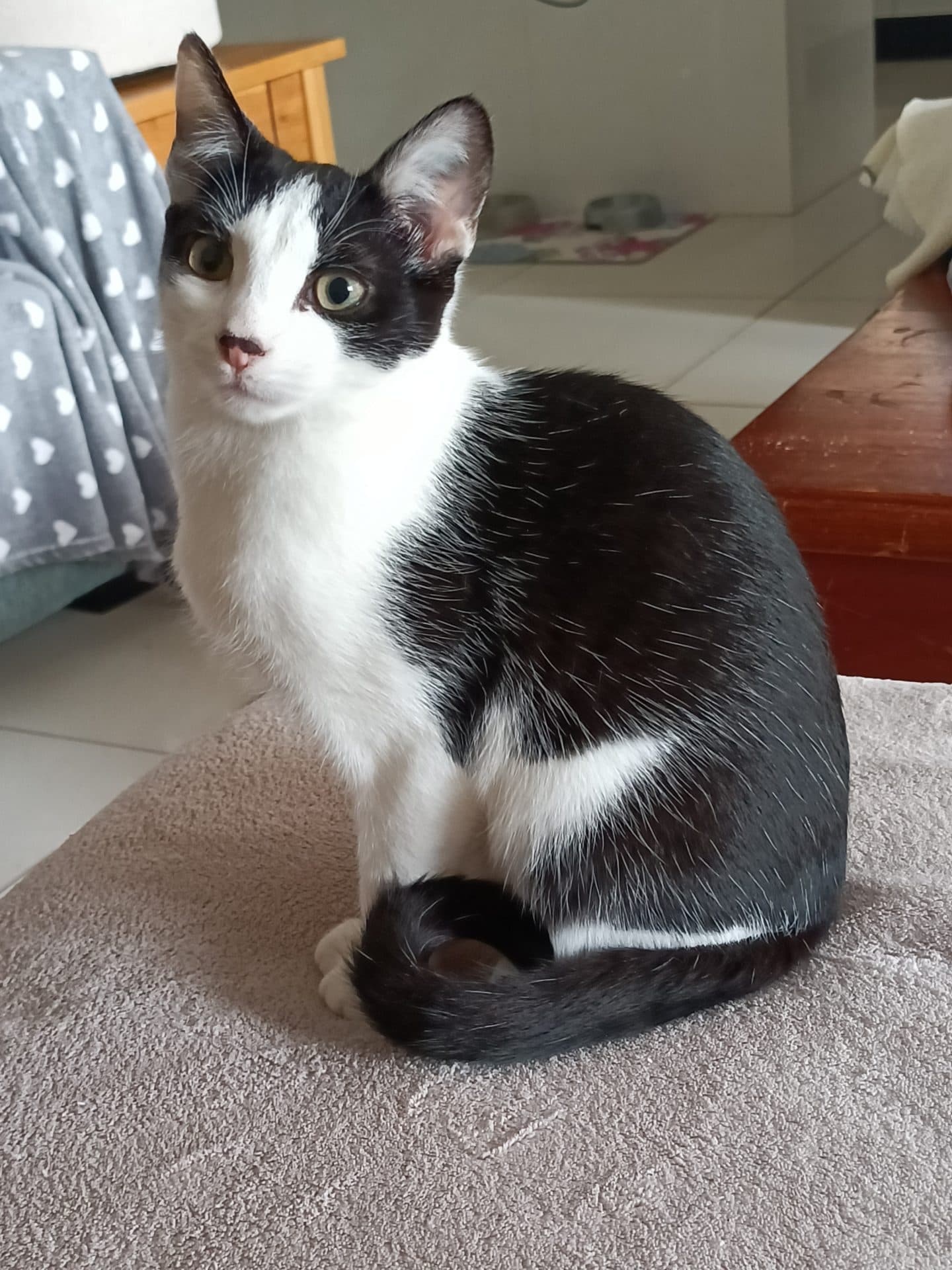 Nimbus - DSH cat available for adoption at Hunter Animal Rescue in Newcastle