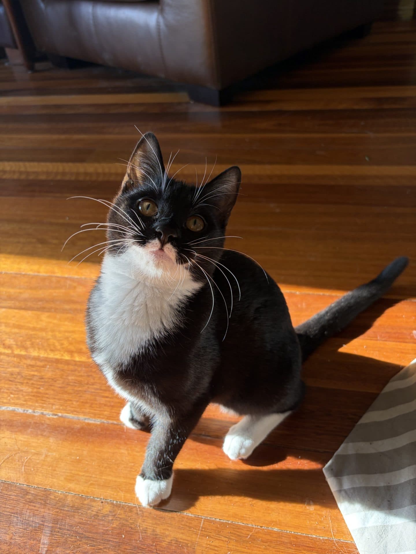 Magpie - DSH cat available for adoption at Hunter Animal Rescue in Newcastle