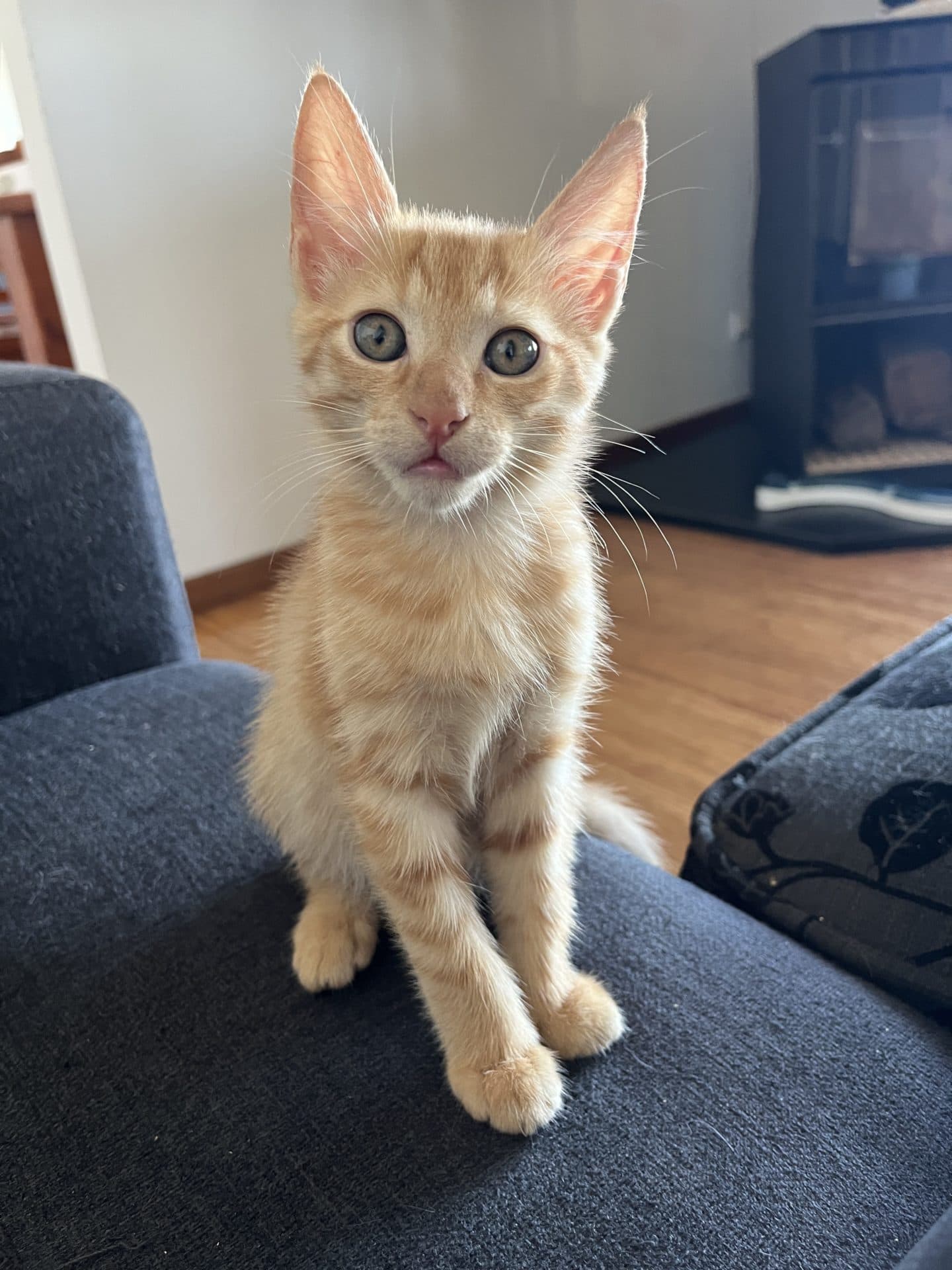 Milo - on medical hold - DSH cat available for adoption at Hunter Animal Rescue in Newcastle