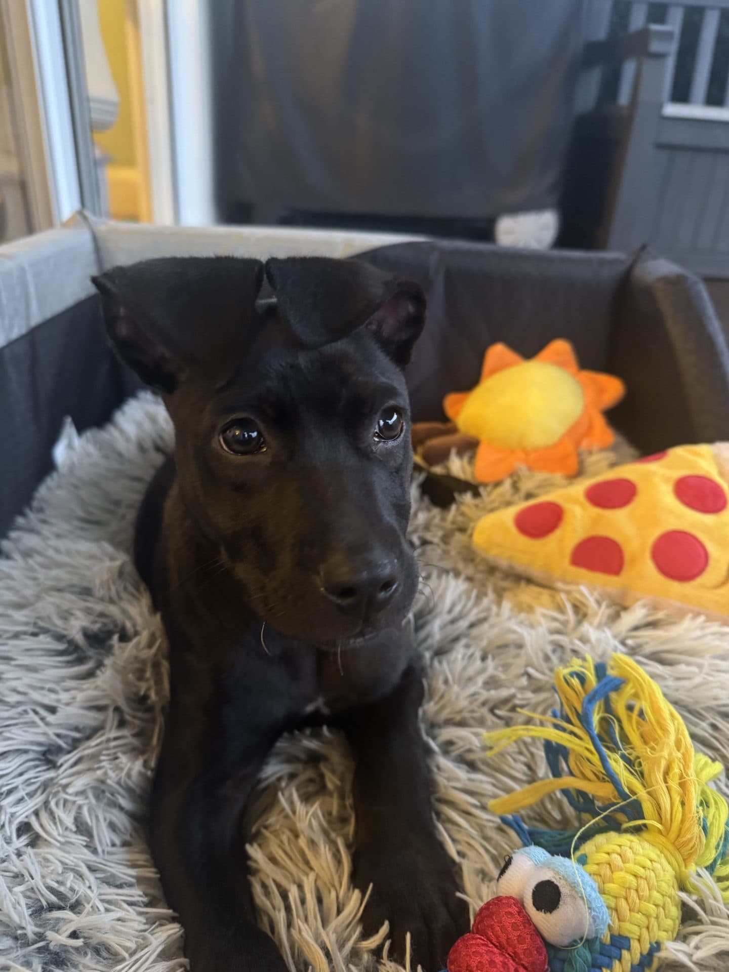 Brodie - Kelpie x available for adoption in Newcastle