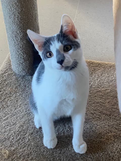 Jet - DSH cat available for adoption at Hunter Animal Rescue in Newcastle