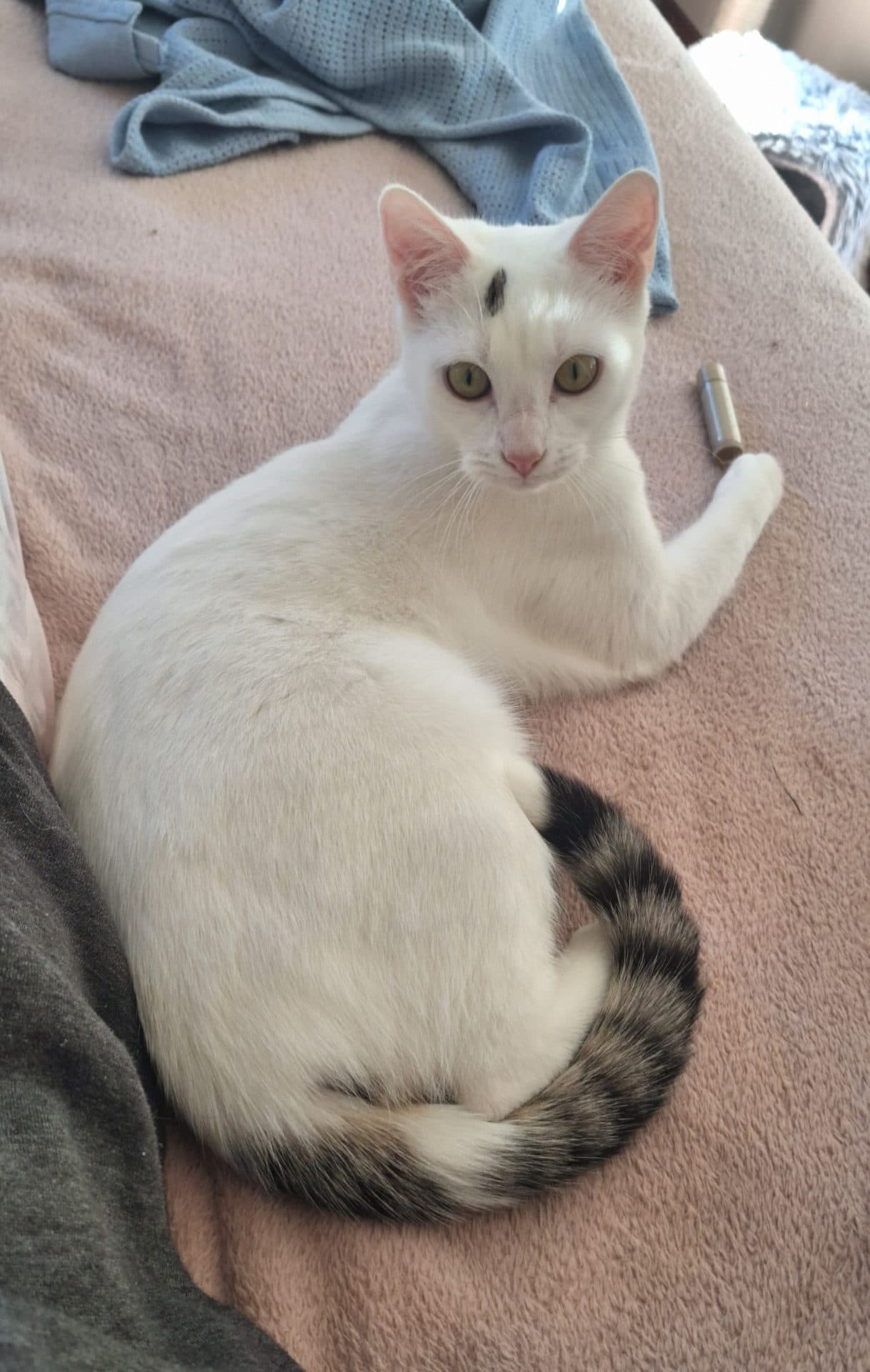 Ellie - Domestic Short Hair cat available for adoption in Newcastle