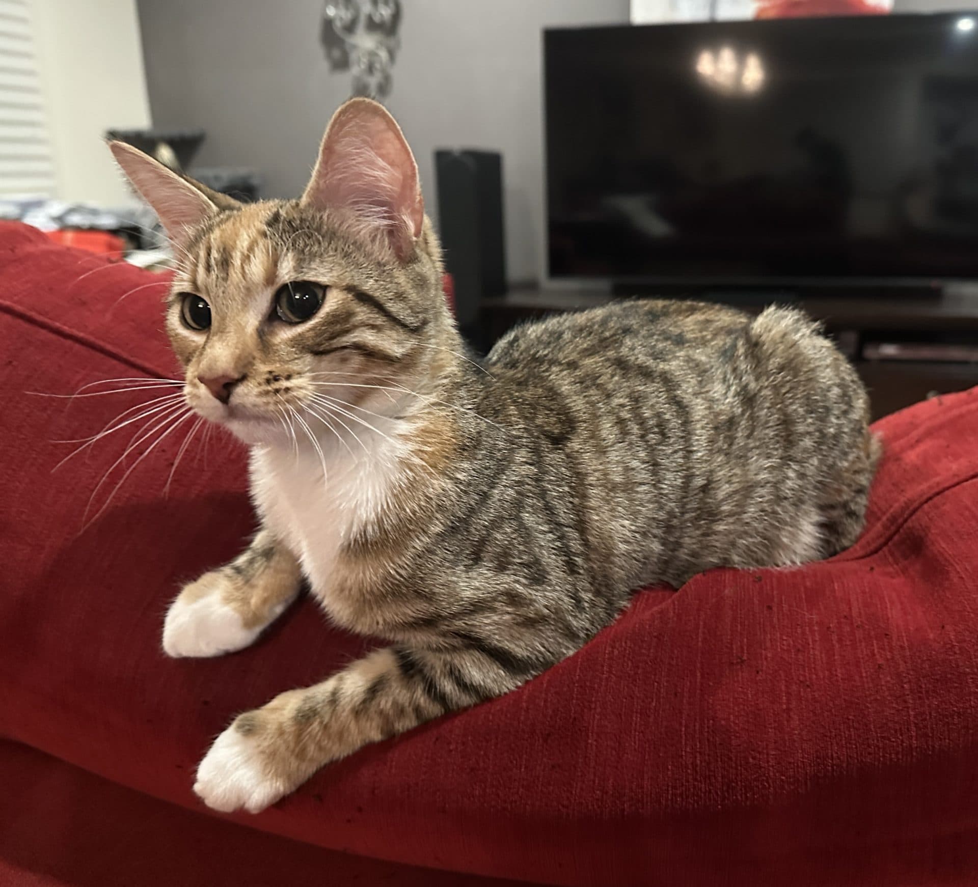 Cleo - DSH cat available for adoption in Newcastle