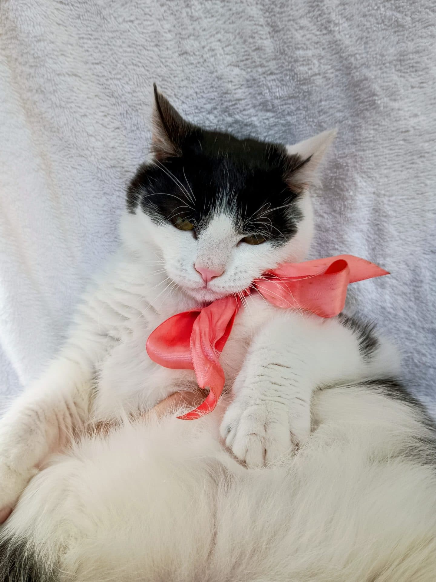 Roquefort - Domestic Shorthair cat available for adoption at Hunter Animal Rescue in Newcastle