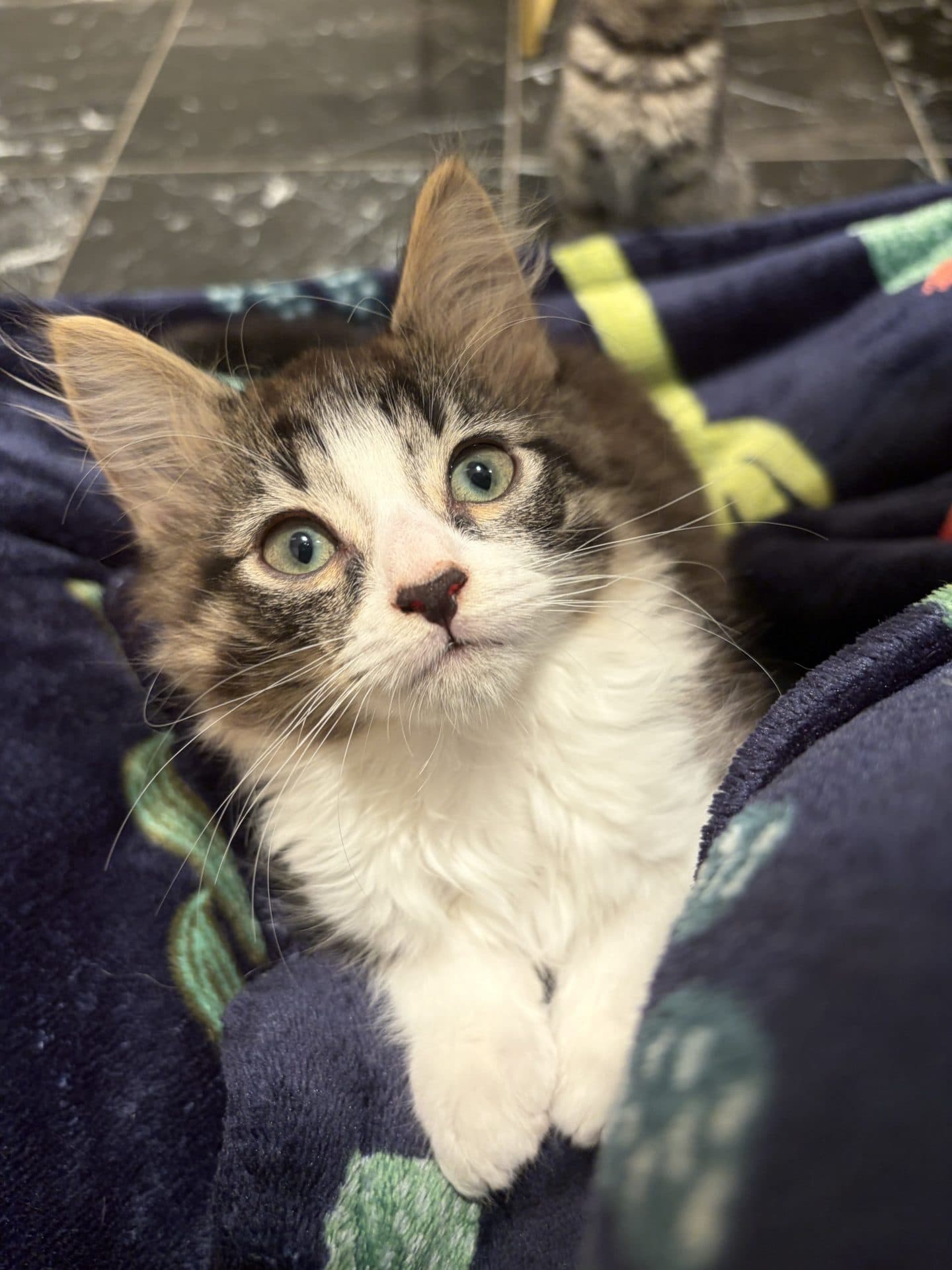 Minnow - DMH cat available for adoption at Hunter Animal Rescue in Newcastle
