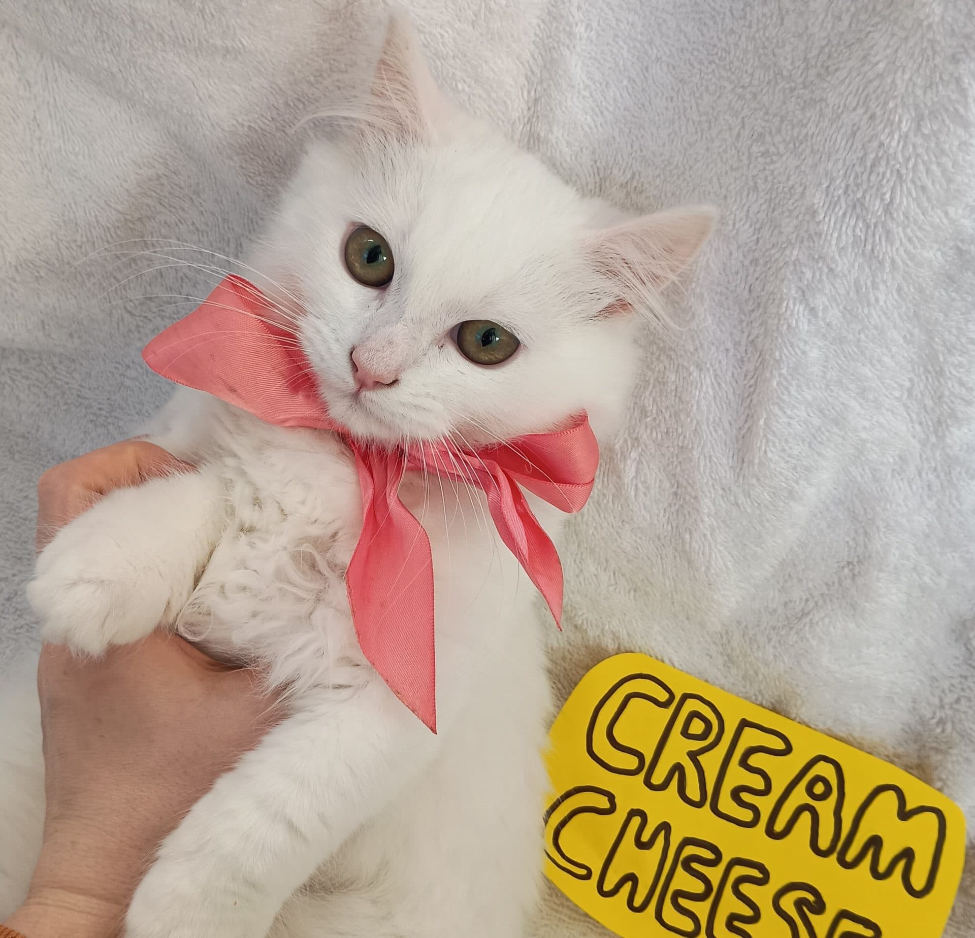 Cream Cheese - Domestic Medium Hair cat available for adoption in Newcastle