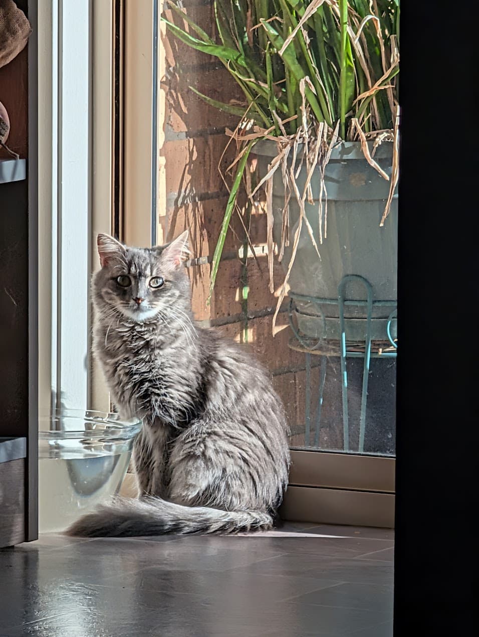 Ellie - Domestic medium hair cat available for adoption in Central Coast