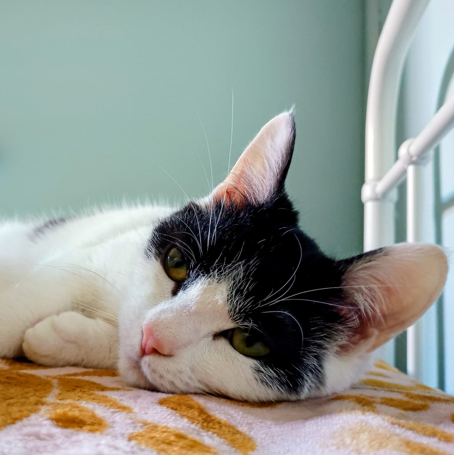 Roquefort - Domestic Shorthair cat available for adoption in Sydney