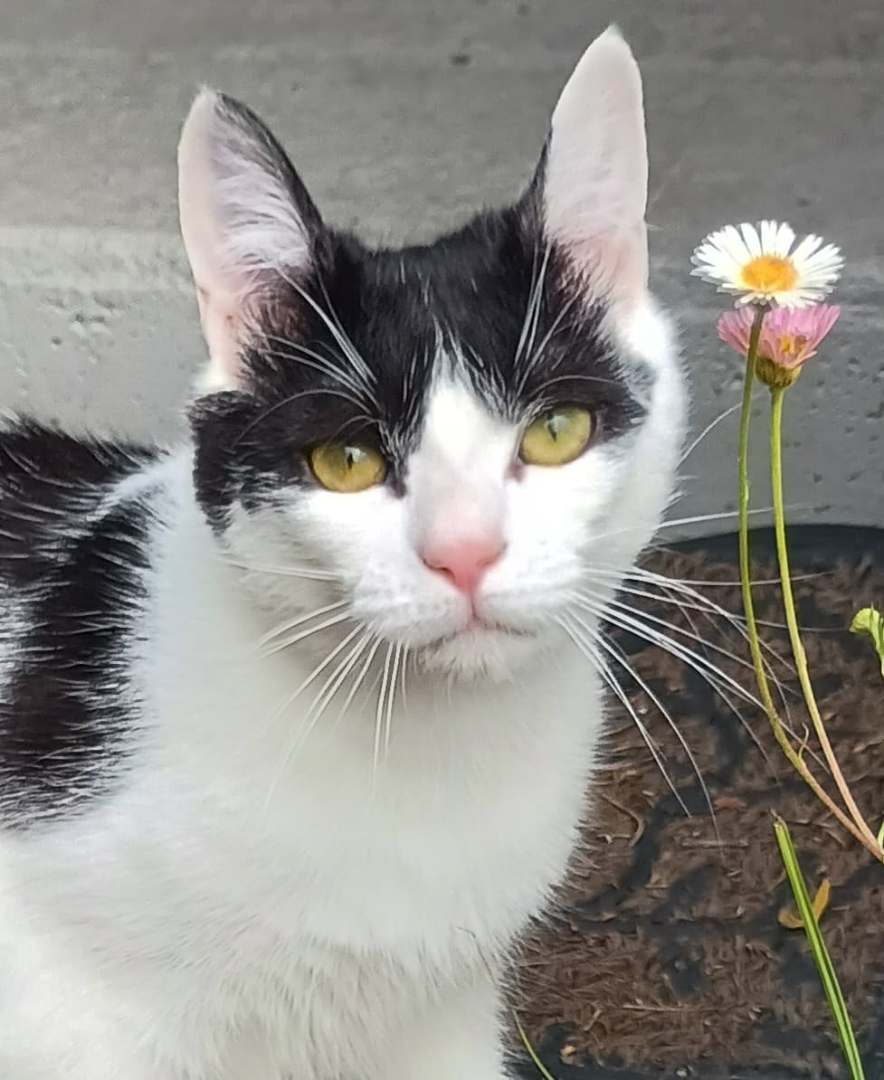 Roquefort - Domestic Shorthair available for adoption in Newcastle