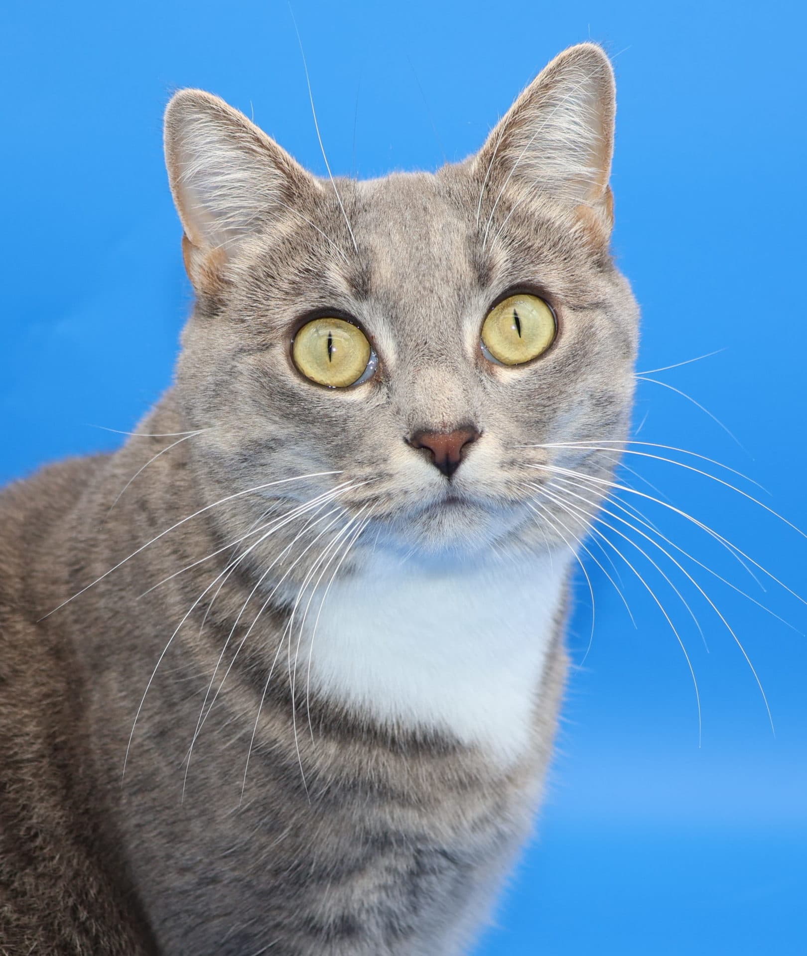 Mimi - DSH cat available for adoption at Hunter Animal Rescue in Newcastle