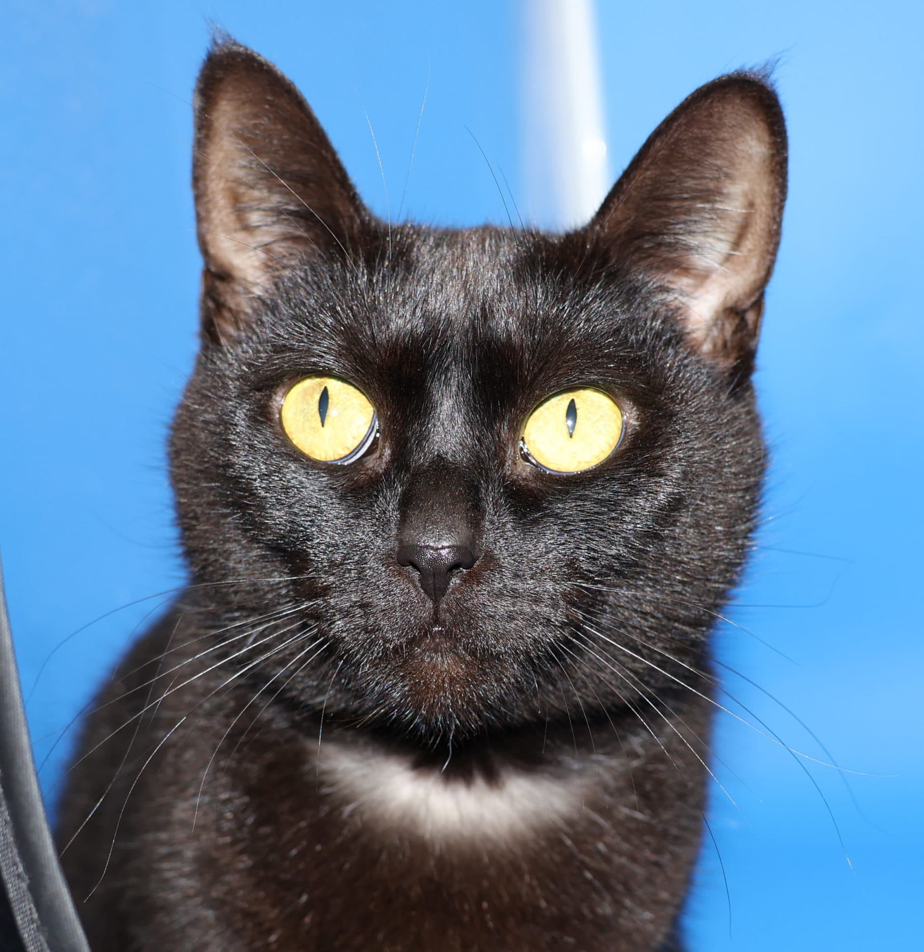 Maisie - DSH cat available for adoption at Hunter Animal Rescue in Newcastle