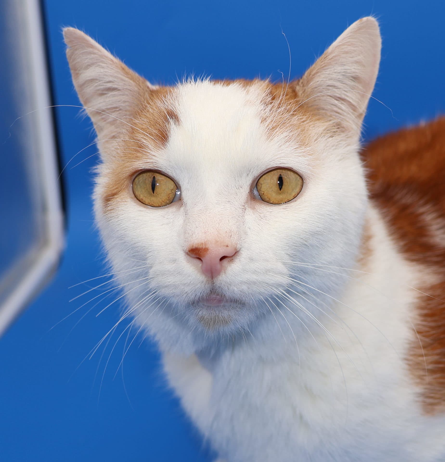 Astro - DSH cat available for adoption in Newcastle