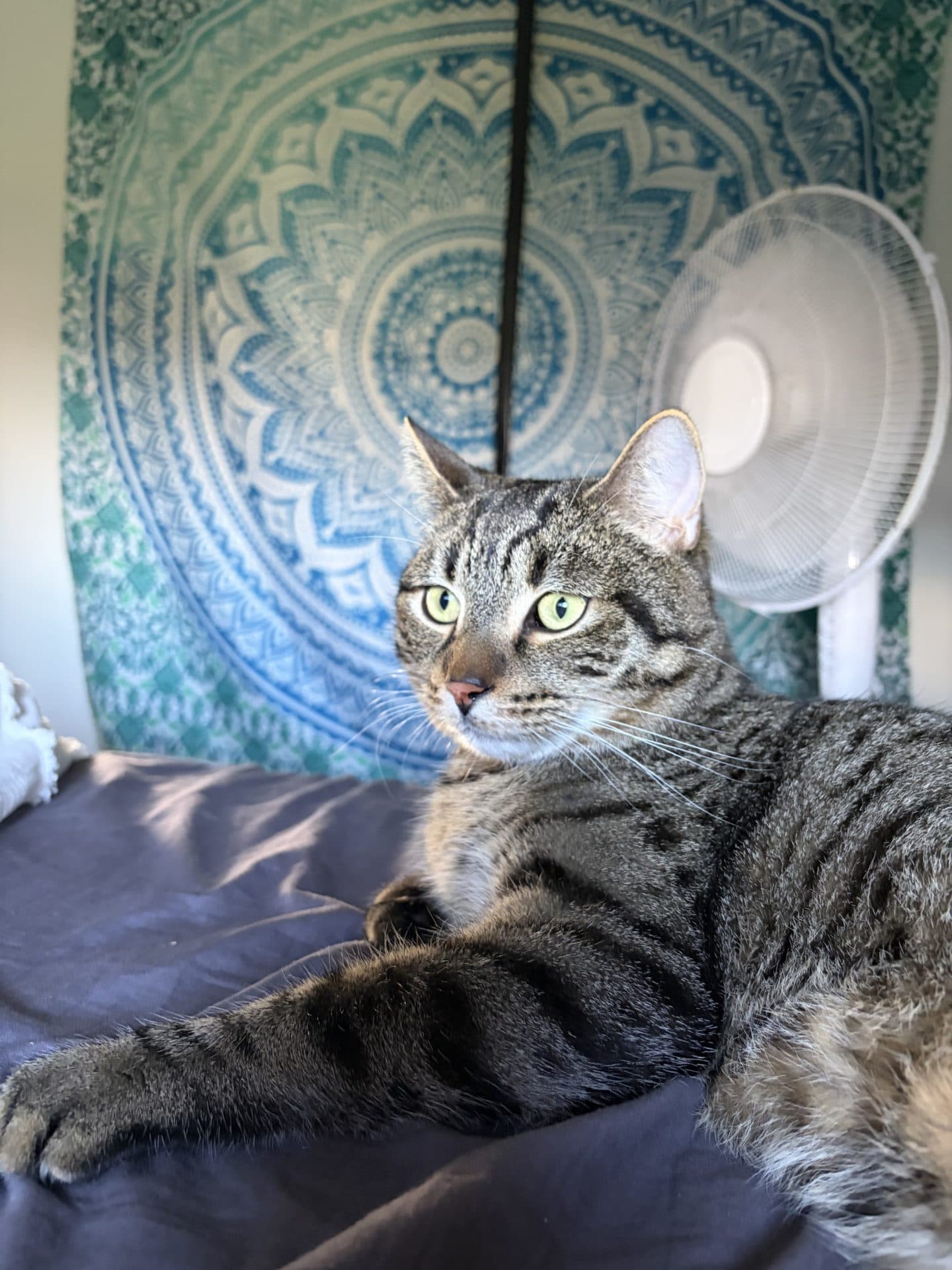 Buddy - Manx cat available for adoption in Newcastle