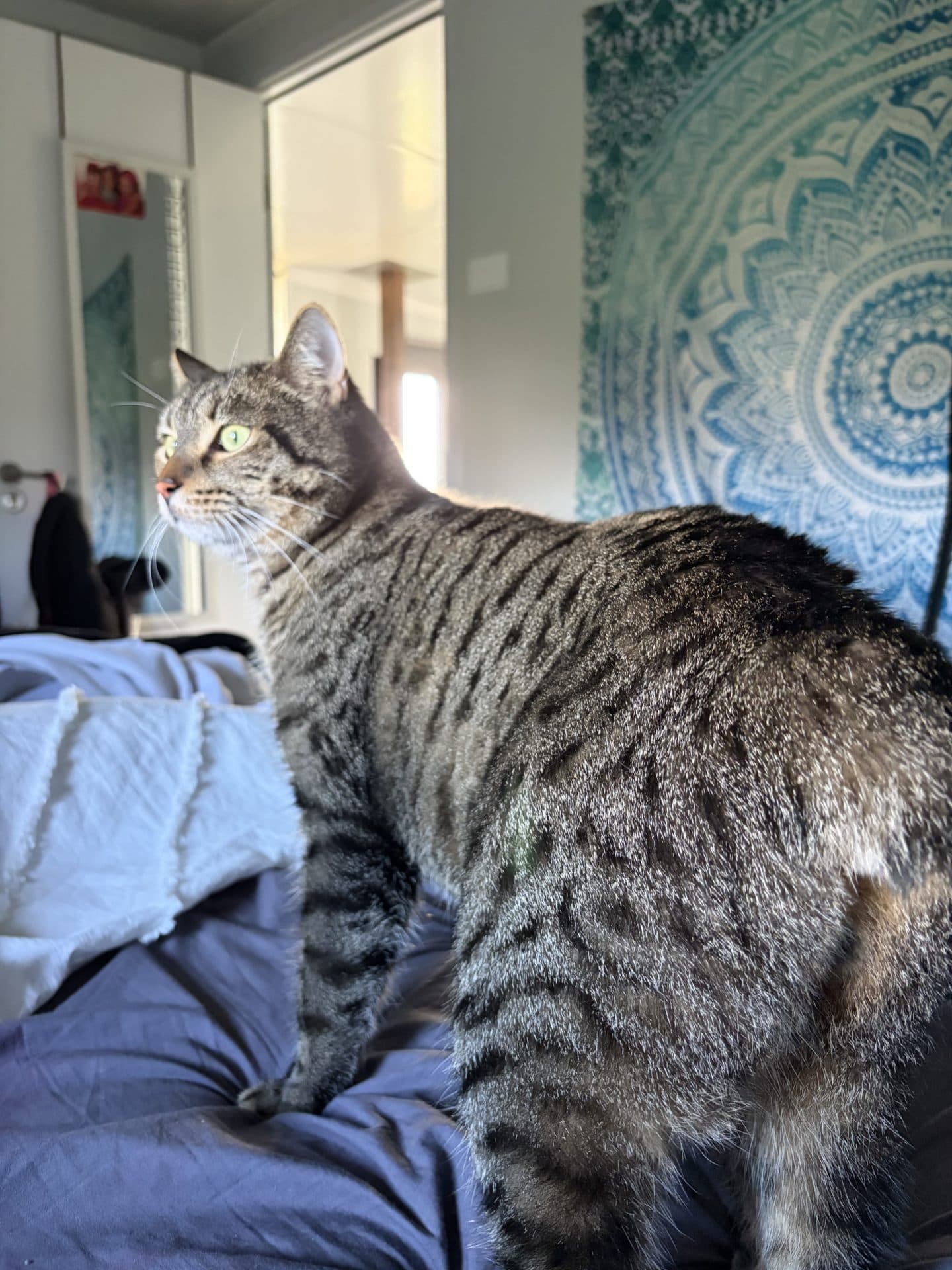 Buddy - Manx cat available for adoption in Newcastle
