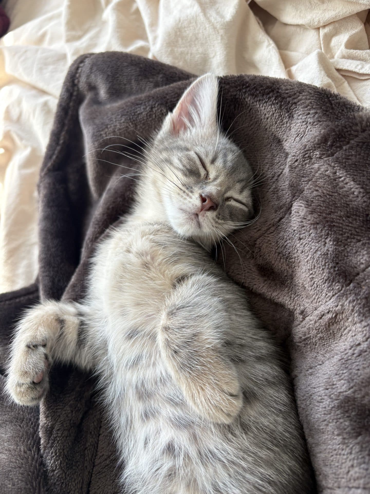 Dobby - Domestic Short Hair cat available for adoption in Newcastle