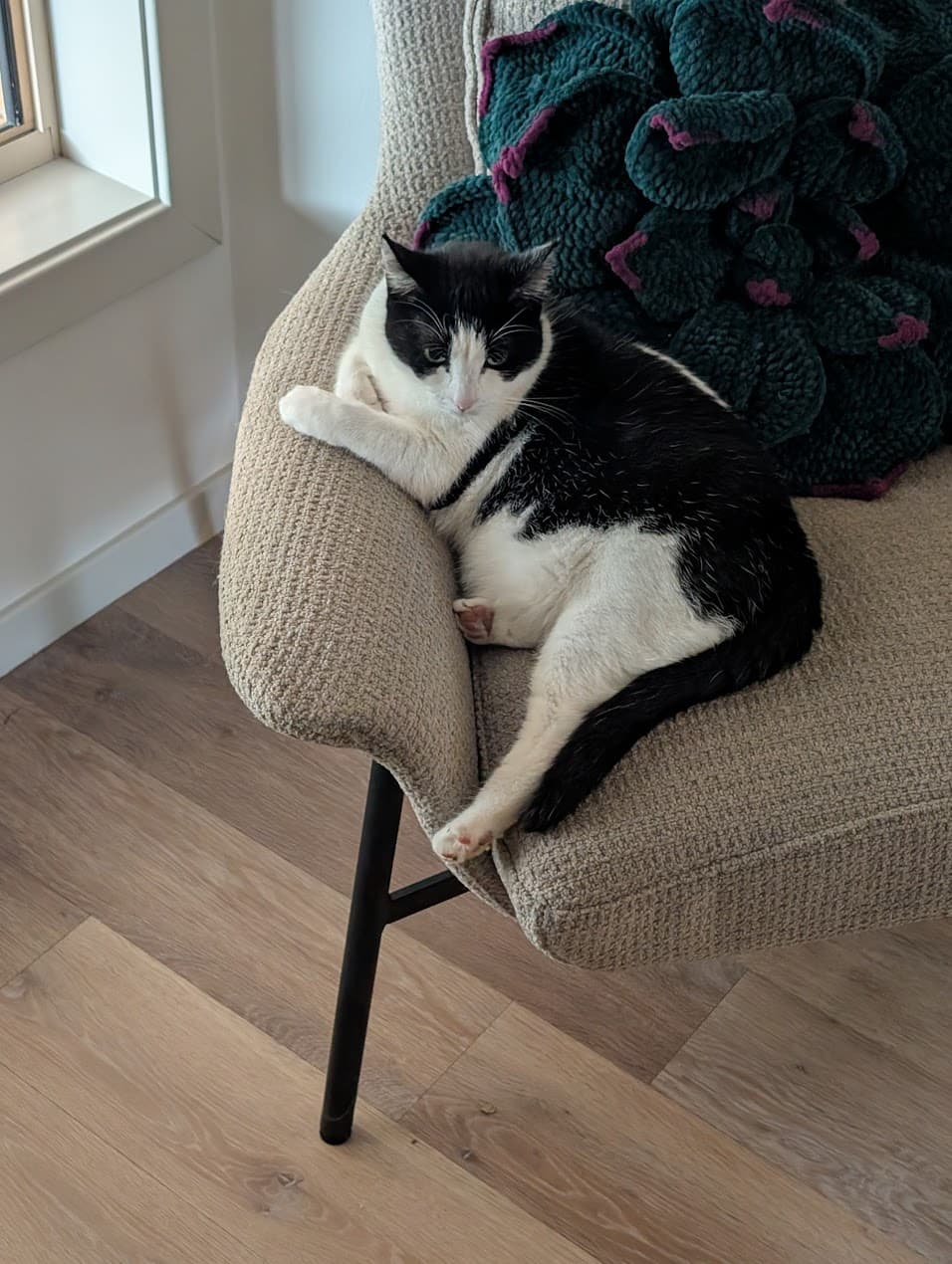 Spice - Domestic Short Hair cat available for adoption in Central Coast
