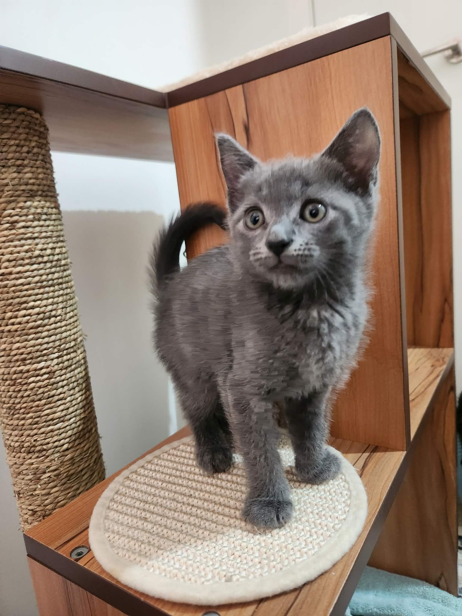 Rocket - DSH - Grey Fur cat available for adoption at Hunter Animal Rescue in Newcastle