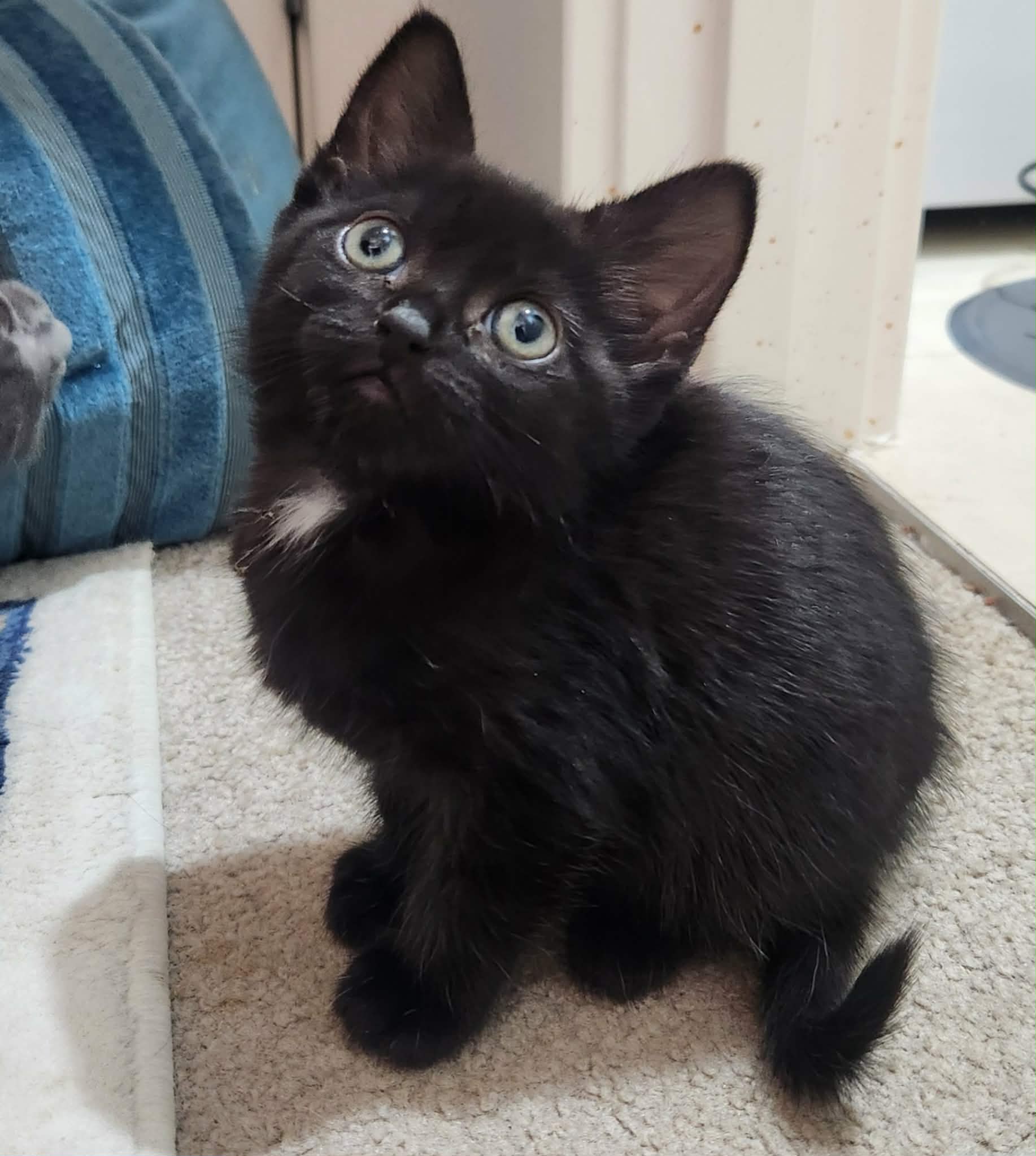 Twyla - DSH - Black Fur cat available for adoption at Hunter Animal Rescue in Newcastle
