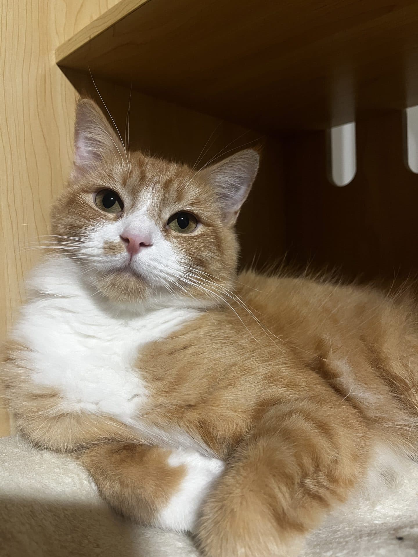 Fern - Ragdoll Cross cat available for adoption in Central Coast