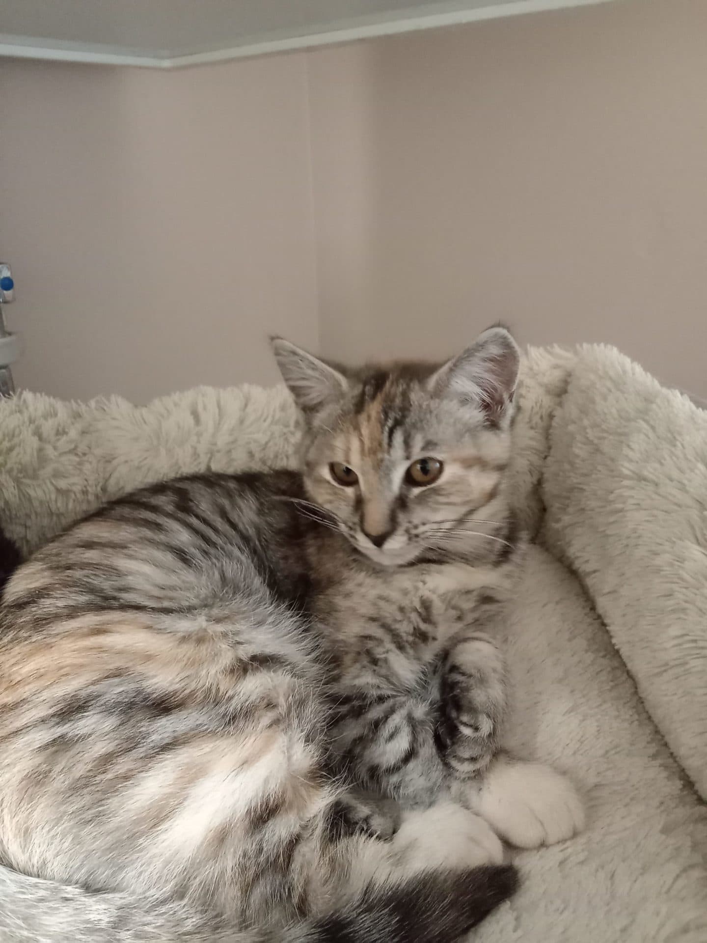 Alice - Domestic short hair tabby cat available for adoption in Newcastle