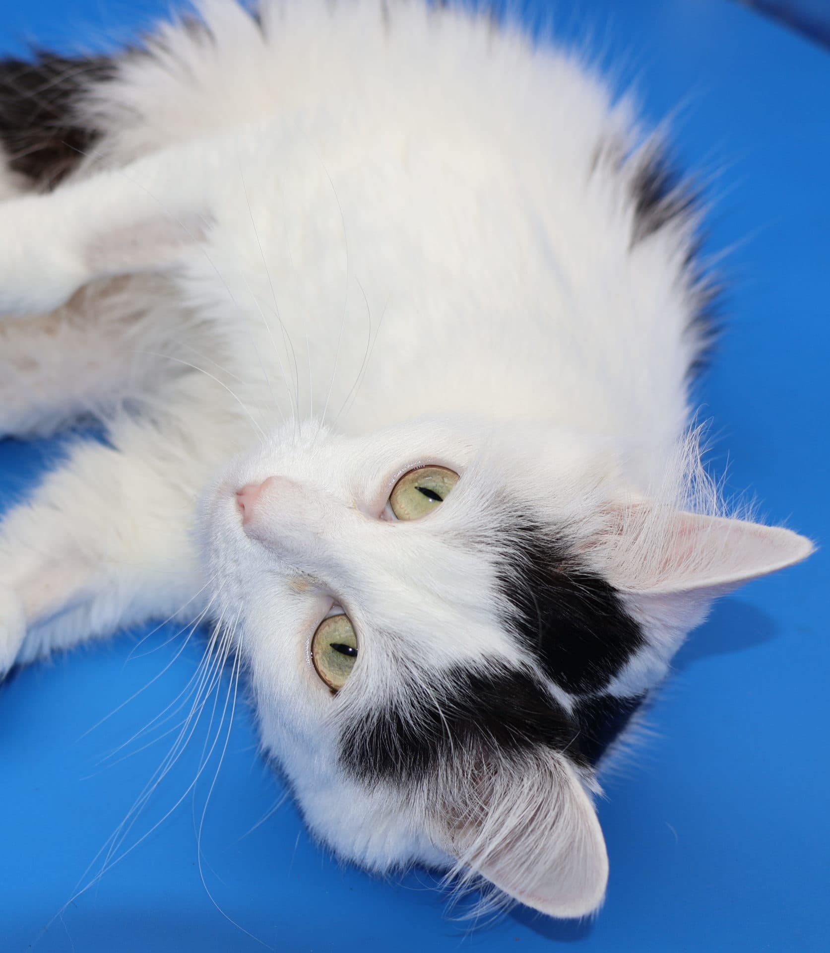 Halo - visit at PetQuarters Broadmeadow - DMH cat available for adoption in Sydney